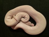 Ivory Male.jpg