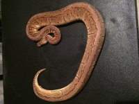 Lemonbalst Female One.jpg