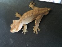 Male Crested 13.jpg