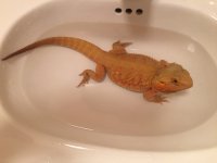 Female dragon 1.jpg