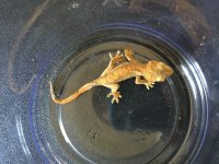 Crested 11.jpg