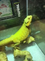 Female dragon 2.jpg