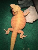 Female dragon 3.jpg