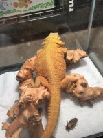 female dragon 4.jpg