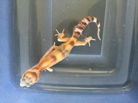 Eclipse Tremper.jpg
