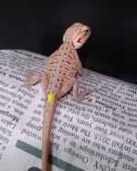 Silk Male.jpg