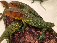 Caiman lizards1.jpg