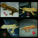PhotoGrid_1448245453368_wm_wm_wm_wm.jpg