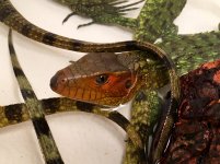 Caiman lizards.jpg