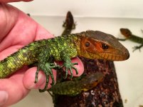 Caiman lizards3.jpg