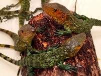Caiman lizards2.jpg