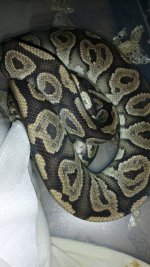 just shed.jpg