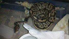 just shed 3.jpg