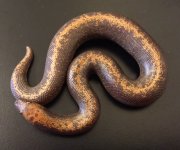 34 stripe female.jpg