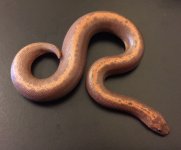35 stripe female.jpg