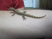 mourning gecko.jpg