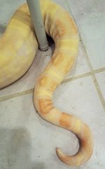 bigtail.jpg