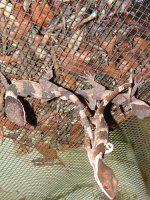 Crytodactylus01.jpg