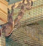 Crytodactylus02.jpg