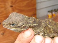 Weberi01a.jpg