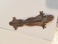 IMG_0666.jpg