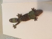 IMG_0667.jpg