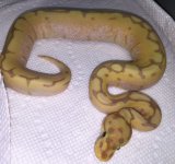 BananaSpiderHetHypo.jpg