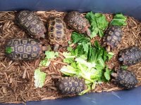 Spekes Hingback Tortoise.jpg