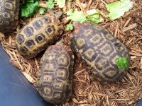 Spekes Hingback Tortoise1.jpg
