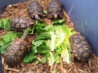 Spekes Hingback Tortoise2.jpg