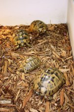 T_terrestris_female group with male.jpg