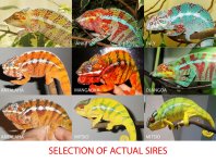 4th Import Sires.jpg