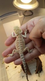 dragon3.jpg