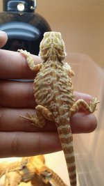 dragon6.jpg