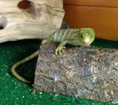 Monkey tail 8-23-2015 #3.jpg
