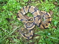 Proven breeder het Albino female #97 1100 gm $135.00.jpg