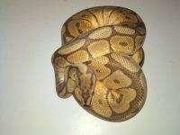 Mojave Bee.jpg