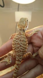 dragon2.jpg