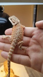 dragon4.jpg