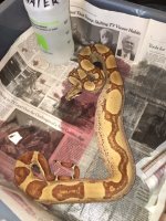 2014 Salmon Jungle Het Albino Male $350.jpg