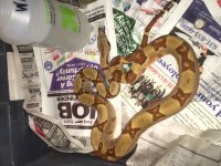 2014 Salmon Jungle Het Albino Female # 2    250.JPG