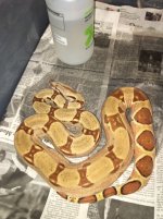 2014 Salmon Jungle Het Albino Female 225.jpg