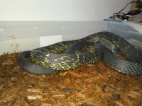 Male King Rat1.jpg