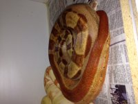 Adult salmon motley Het Albino Female.JPG