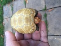 hypo3.jpg