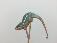 Chameleon.jpg
