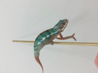 chameleon2.jpg