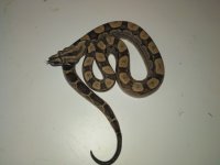 Female Motley Jungel Pastel.jpg