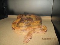1.0 new male boa.jpg