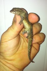 Aristelliger expectatus Smaller Size Photo.jpg